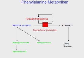 اختلالات متابولیک اسیدهای آمینه - بیماری فنیل کتونوری